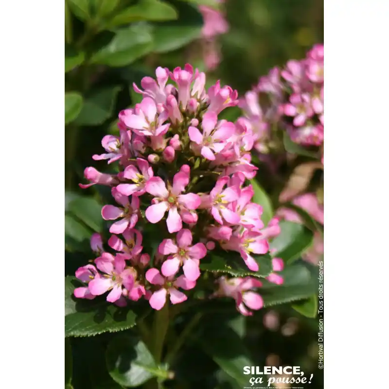 Escallonia PINK ELLE 100cm Silence ca pousse Top Vente