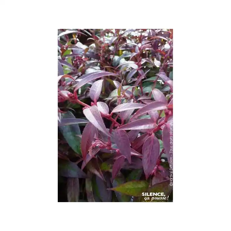LEUCOTHOE KEIS,ROYAL RUBY C4,5 TF/BU Top Vente