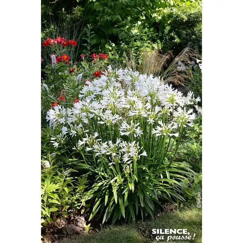 Marque Agapanthe PITCHOUNE WHITE 50cm Silence ca pousse