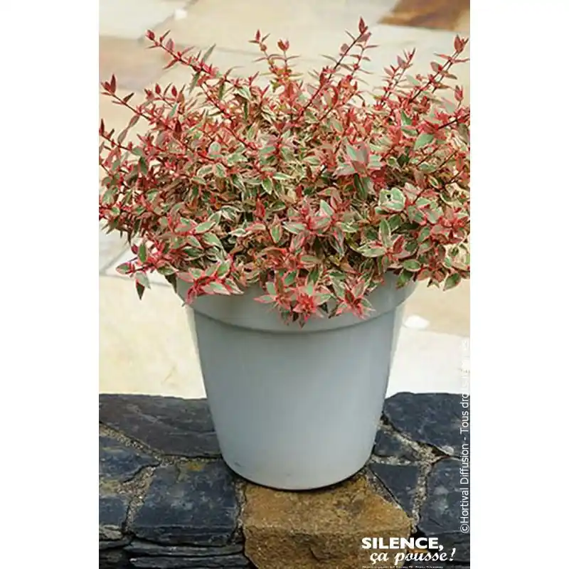 Abelia TRICOLOR CHARM 65cm Silence ca pousse Bon Plan