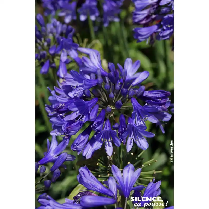Offre Limitée AGAPANTHUS EVER SAPPHIRE R C4,5 TF/BU