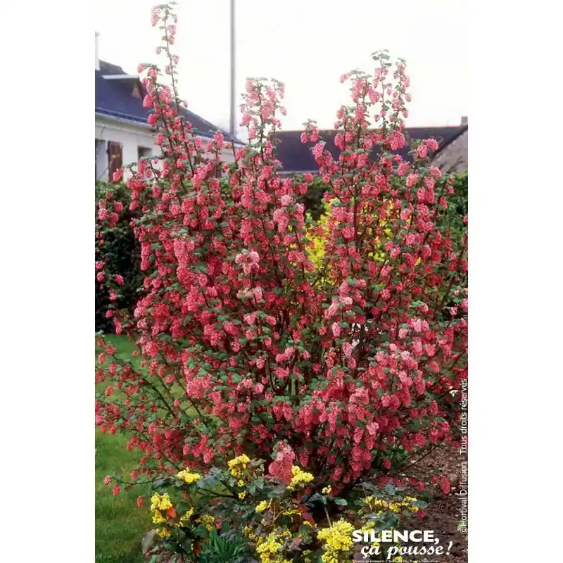 Achat Immédiat Groseillier a fleurs Pulborough Scarlet 100cm
