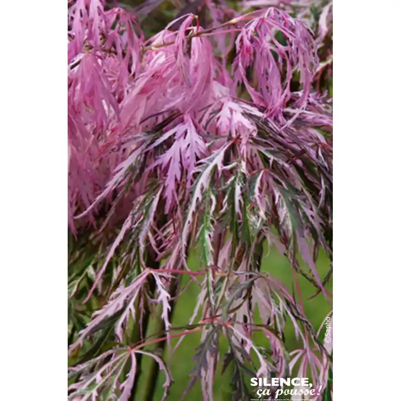 Erable du Japon Hana matoi 80cm Acheter En Ligne
