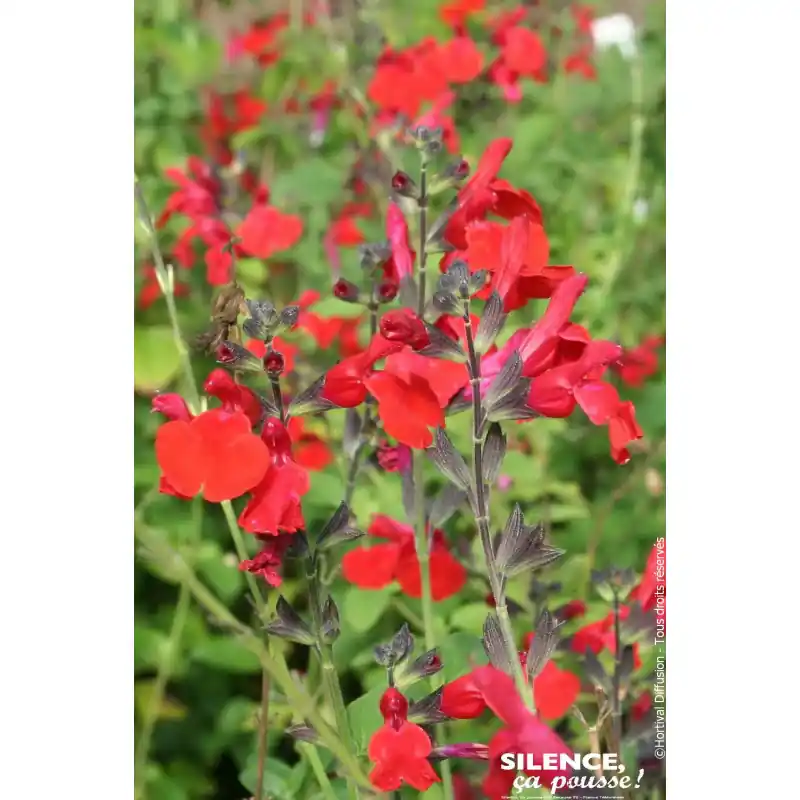 Soldes Sauge a petites feuilles Royal Bumble 80cm