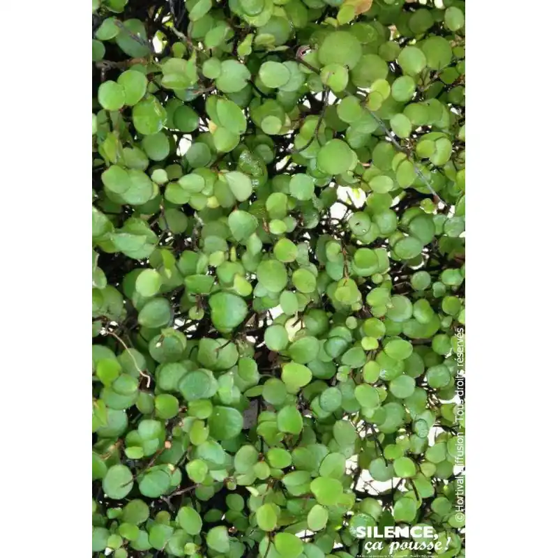 Muehlenbeckia complexa Sealand Compact 80cm Quantité Limitée