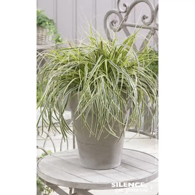 Laiche SILVER FALLS 65cm Silence ca pousse Expédié Aujourd&rsquo;hui