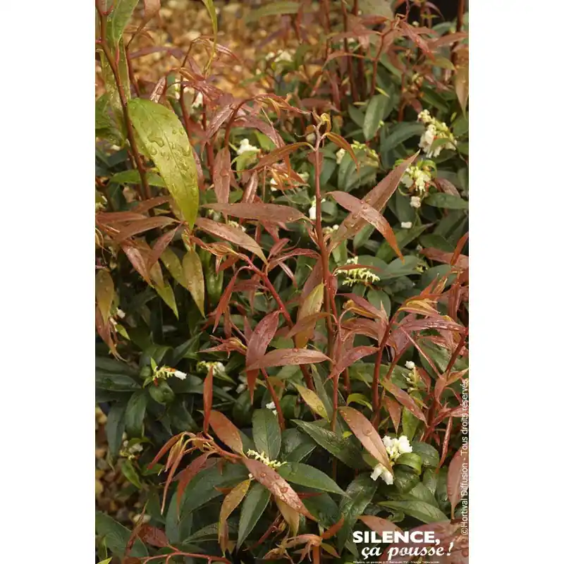 Satisfait Ou Remboursé LEUCOTHOE KEIS,BURNING LOVE C4,5 TF/BU