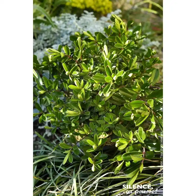 Nouveauté HEBE LAKE C4,5 TF/BU