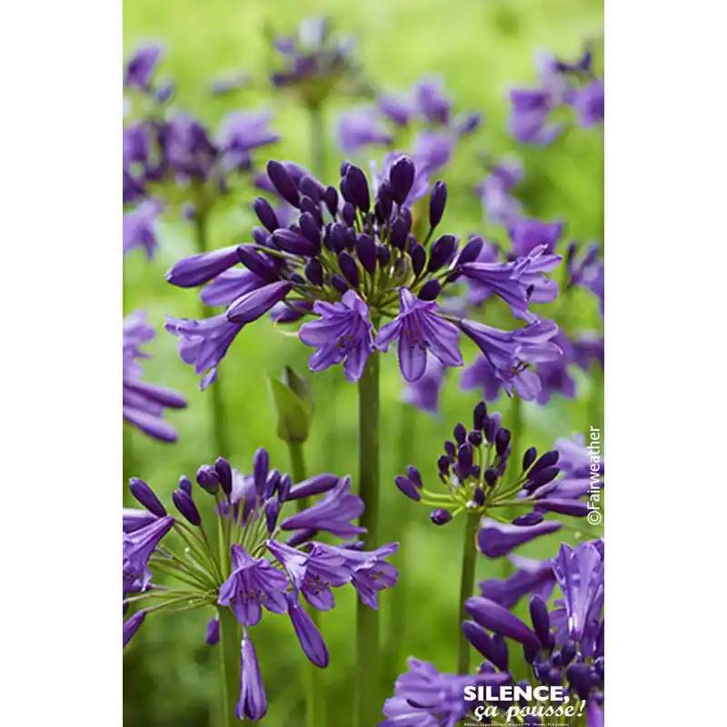 Usine Directe Agapanthe Poppin Purple 80cm Silence ca pousse