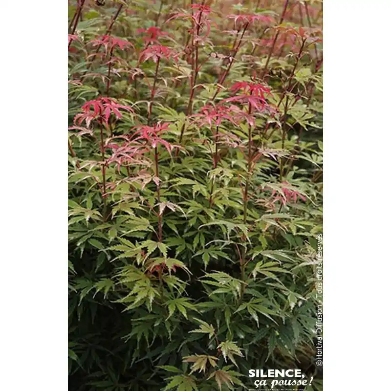 Petit Prix Erable du Japon Jerre Schwartz 120cm