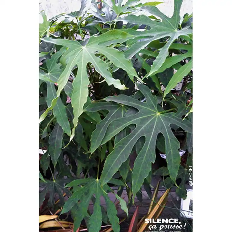 Fatsia polycarpa 100cm Silence ca pousse Prix Réduit