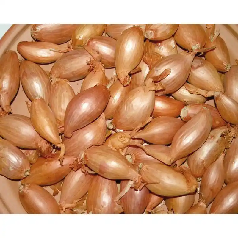 Nouvel Arrivage PLANTS ÉCHALOTES JERMOR LONGUE 14/35 FILET 250G