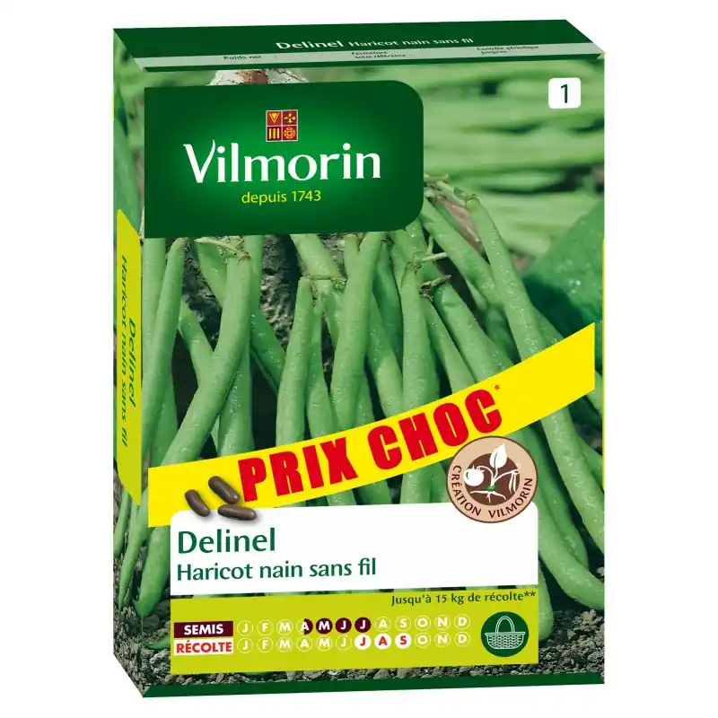 HARICOT NAIN SANS FIL DELINEL – VILMORIN Populaire