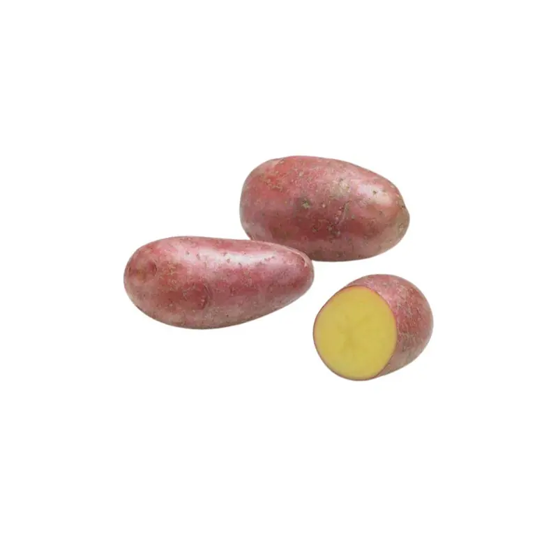 SAC 3KG POMME DE TERRE STEMSTER – CALIBRE 25/40 Offre Spéciale