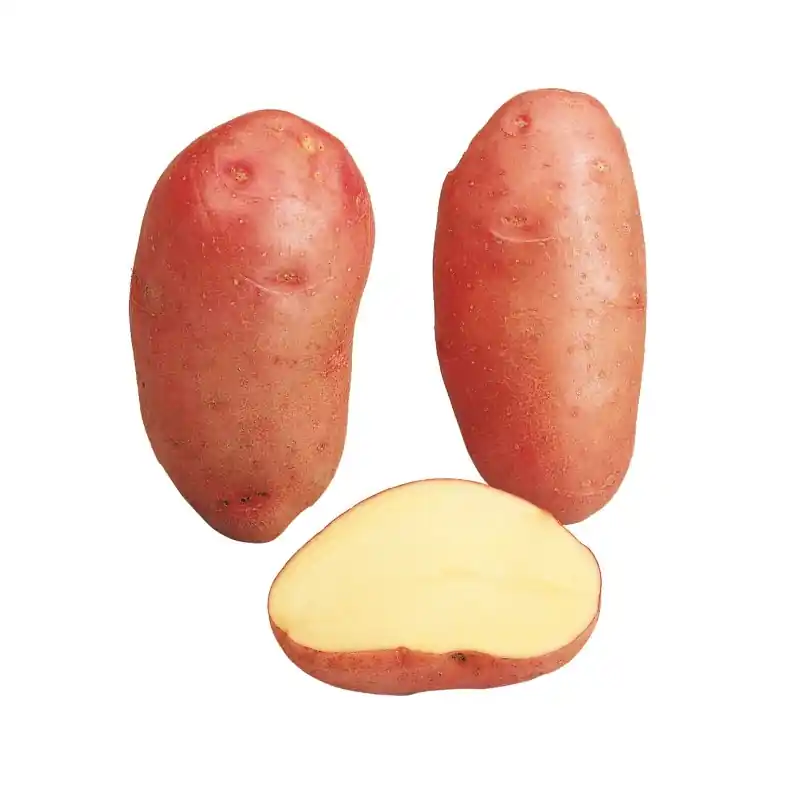 SAC 1.5 KG POMME DE TERRE ROSABELLE – CALIBRE 25/35 Acheter En Ligne