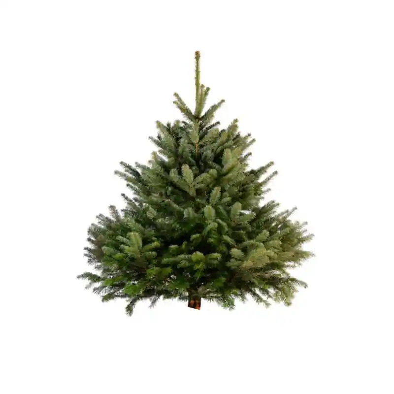 Offre Limitée SAPIN NORDMANN PIED COUPÉ 175-200CM